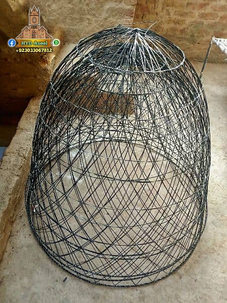 new aseel cage chikoo tokra 5