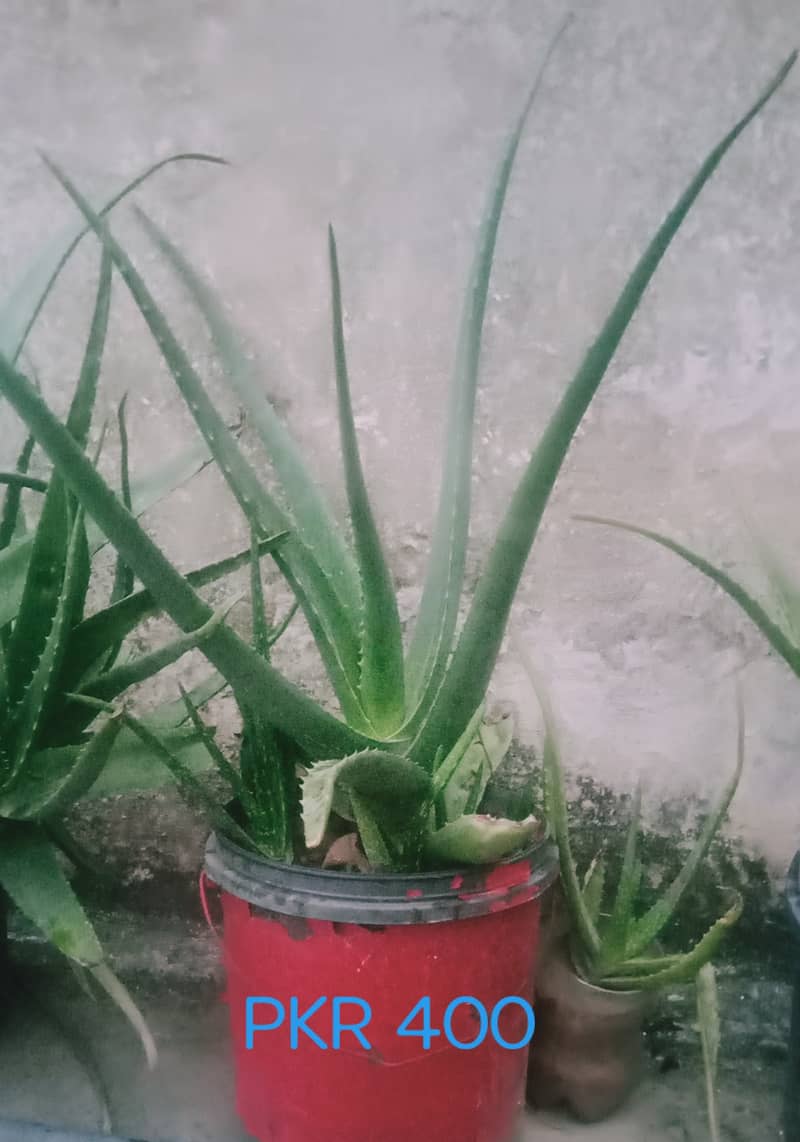 Aloe Vera Plants 1