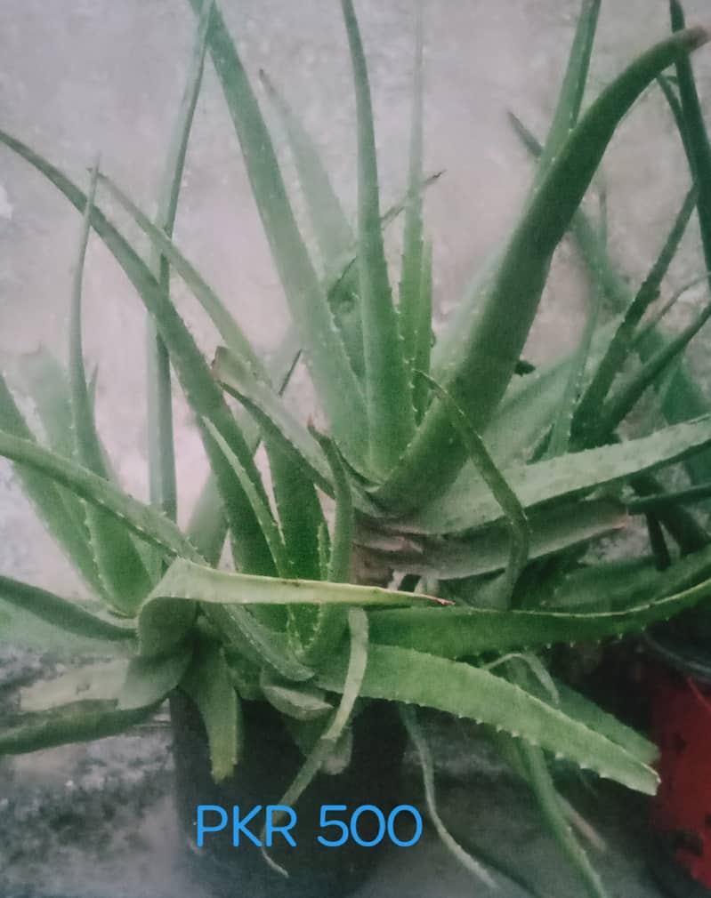 Aloe Vera Plants 2