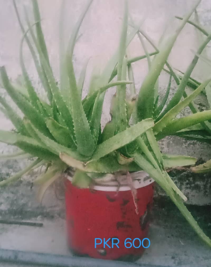 Aloe Vera Plants 4