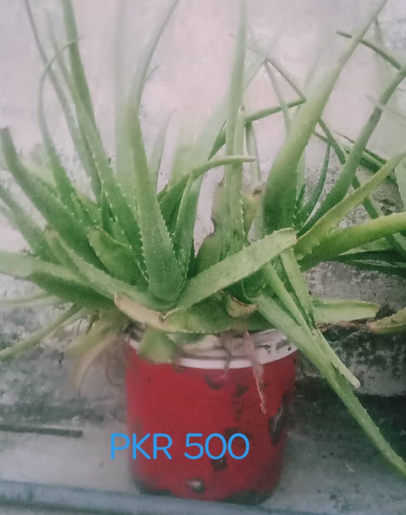 Aloe Vera Plants 6