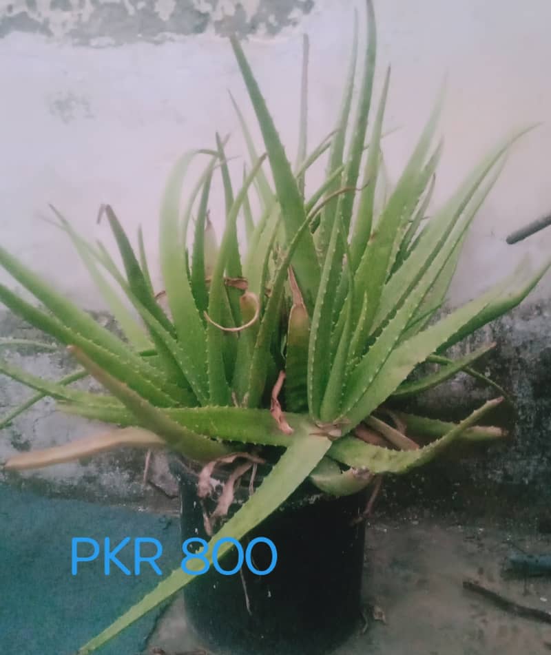 Aloe Vera Plants 7