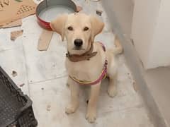 Labrador puppy for sale 0