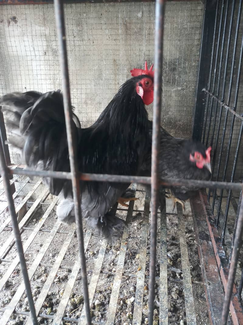 Chicks Light Sussex Australorp Plymouth Black Bantam English Game Bird 1