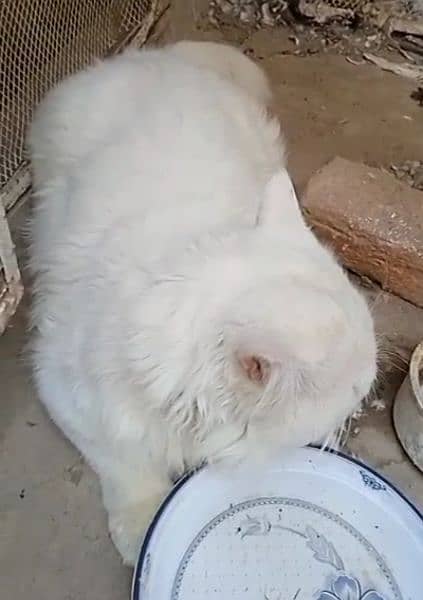 pure persian breed blue eyes 2