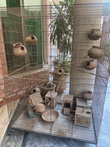 Big Colony Cage +Breeding boxes aur chujiyan 5