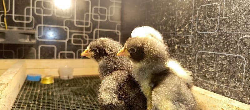Pure King size O shamo Chicks  For sale best Quality In Islamabad 11
