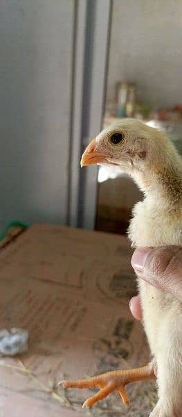 Pure King size O shamo Chicks  For sale best Quality In Islamabad 13