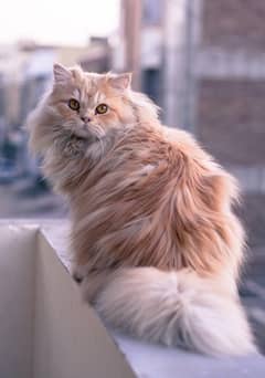 Persian male cat for mating