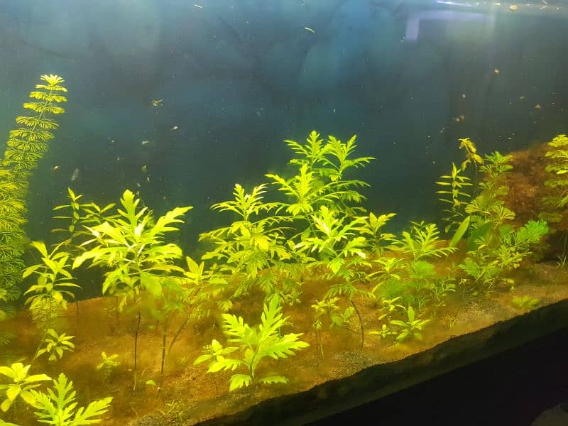 Planted Aquarium 1
