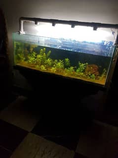 Planted Aquarium 0