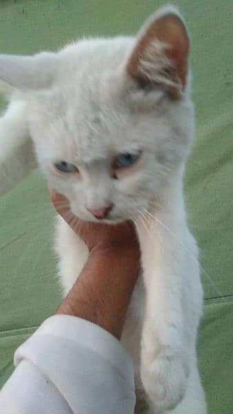 Siamese cat@ Persian cat@kitten@ cat@ cat with kitten@ Perisan cat 7