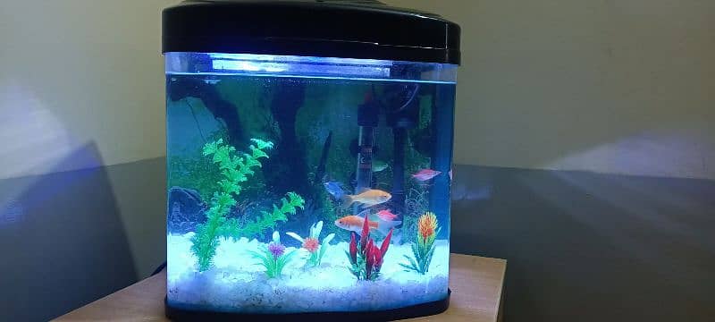 Imported Aquarium for Sale 0