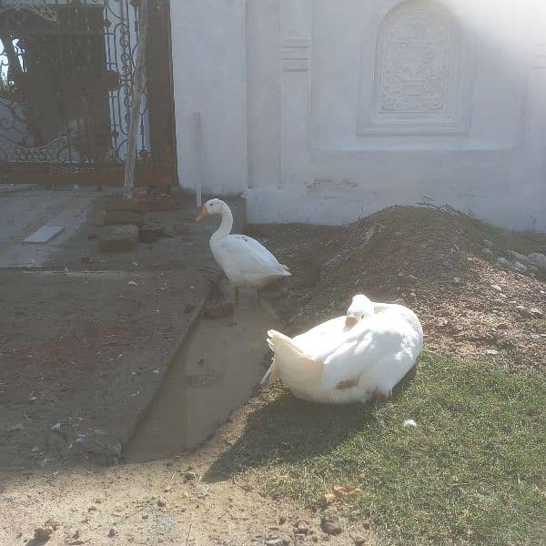 Long Neck Geese Chicks 3