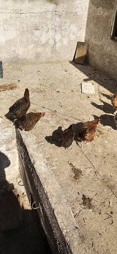 Egg laying hen for sale