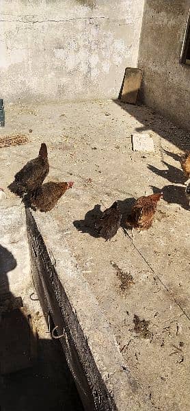 Egg laying hen for sale 0