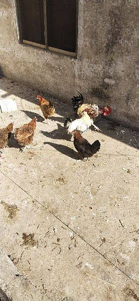 Egg laying hen for sale 1