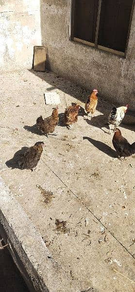 Egg laying hen for sale 2