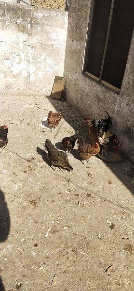 Egg laying hen for sale 3