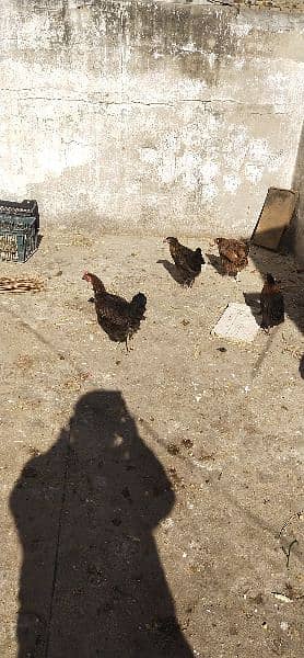 Egg laying hen for sale 4