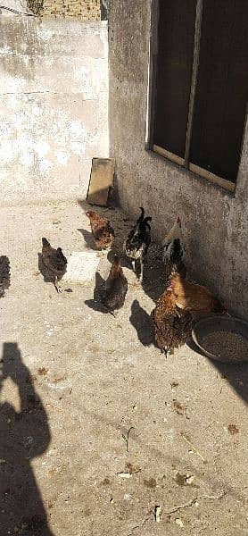 Egg laying hen for sale 5
