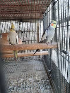 Gray Cocktail Pair birds parrots