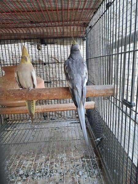 Gray Cocktail Pair birds parrots 1