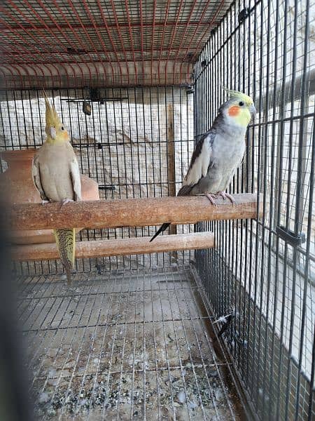 Gray Cocktail Pair birds parrots 3