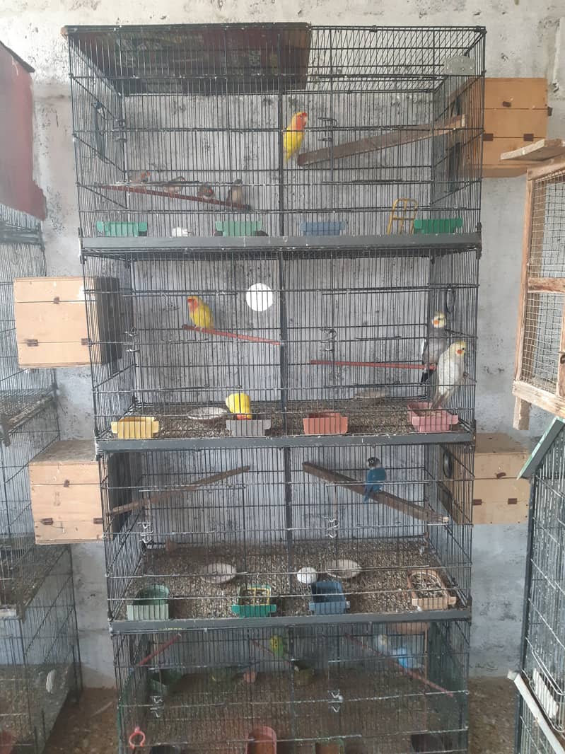 Cockatiel & hogromo breeder setup 12