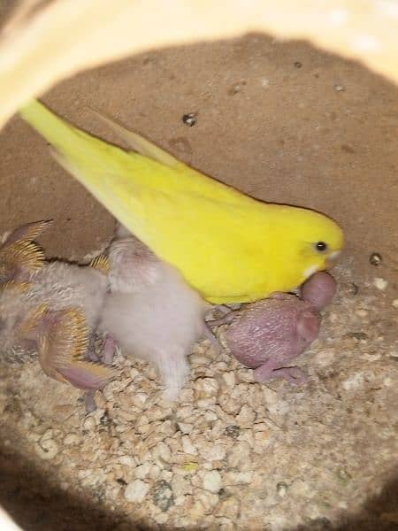 Budgies breeder pair with chicks | Australian parrots pathe - Parrots ...