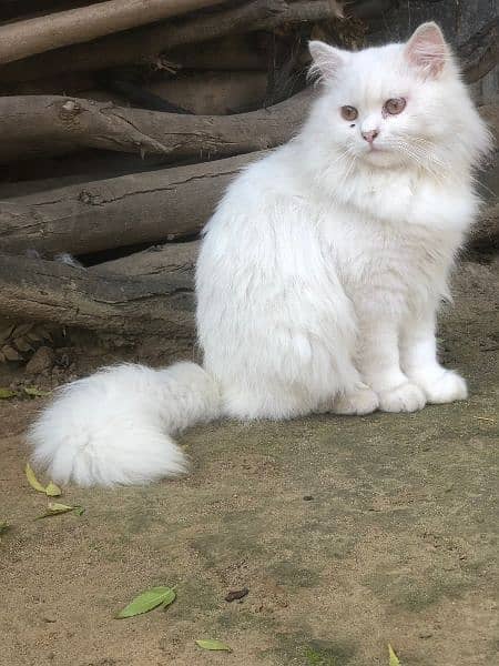 Pure white best sale persian cat