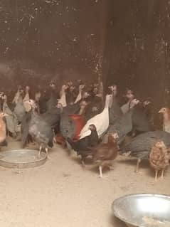 Guinea
