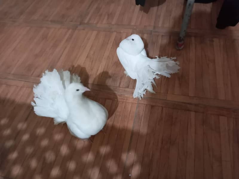 Fantail pigeons for sale 0