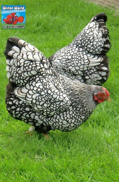 Fancy Hen chicks silver laced wyandotte 3