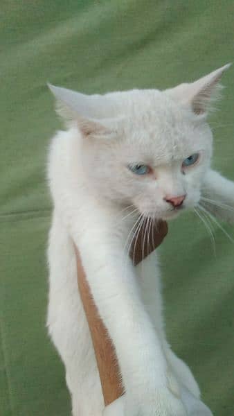 Siamese mated cat@Siamese cat@ Kitten@Persian Kitten@Perisan@Cat 13