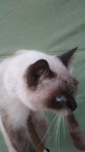 Siamese cat@ Persian cat@kitten@ cat@ cat with kitten@ Perisan cat 3