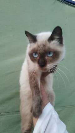 Siamese cat@ Persian cat@kitten@ cat@ cat with kitten@ Perisan cat