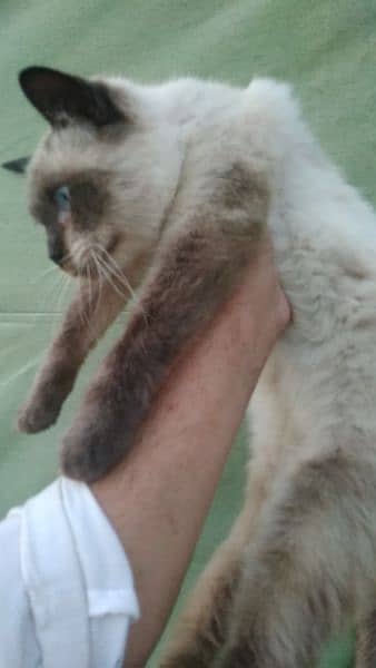Siamese cat@ Persian cat@kitten@ cat@ cat with kitten@ Perisan cat 5