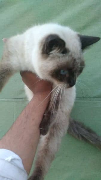 Siamese cat@ Persian cat@kitten@ cat@ cat with kitten@ Perisan cat 2