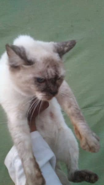 Siamese mated cat@Siamese cat@ Kitten@Persian Kitten@Perisan@Cat 9