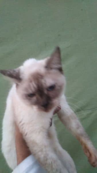Siamese mated cat@Siamese cat@ Kitten@Persian Kitten@Perisan@Cat 10