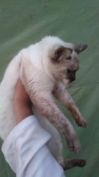 Siamese mated cat@Siamese cat@ Kitten@Persian Kitten@Perisan@Cat 11