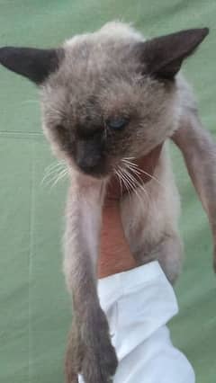 Siamese mated cat@Siamese cat@ Kitten@Persian Kitten@Perisan@Cat