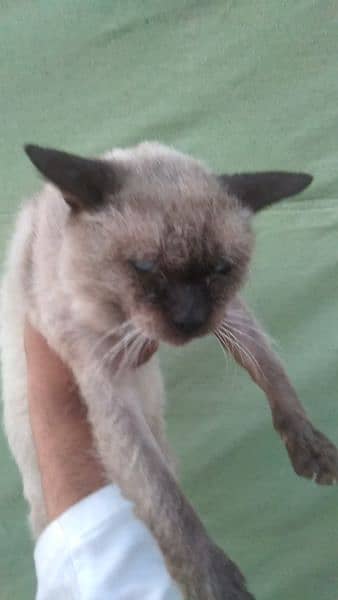 Siamese mated cat@Siamese cat@ Kitten@Persian Kitten@Perisan@Cat 15