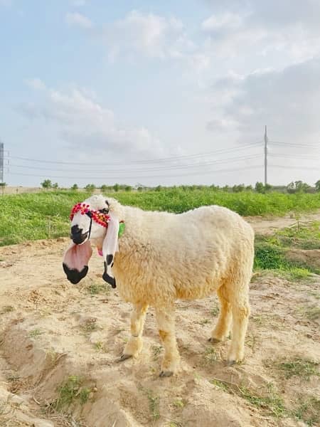 Pure Breed Sargodha Kajla Sheep 100kgs+ 3