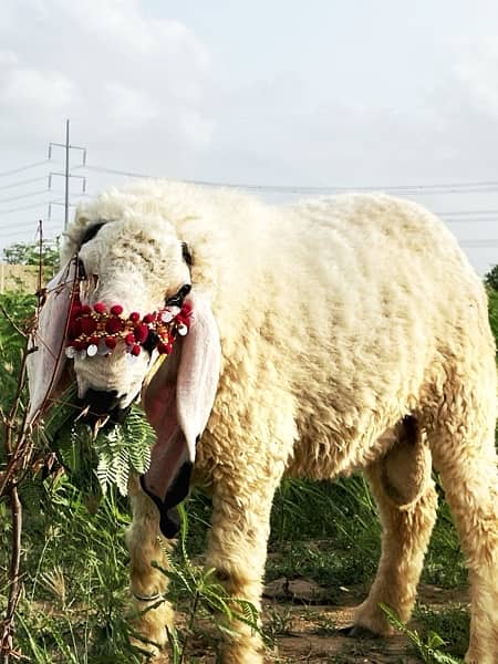 Pure Breed Sargodha Kajla Sheep 100kgs+ 7