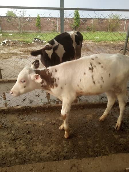 Pedigreed pure Dutch HF Male Calves 6