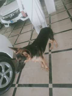 German