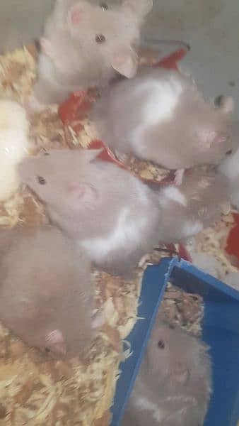 long coat hamster + hamster babies 6