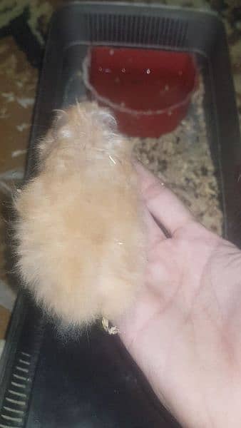 long coat hamster + hamster babies 7